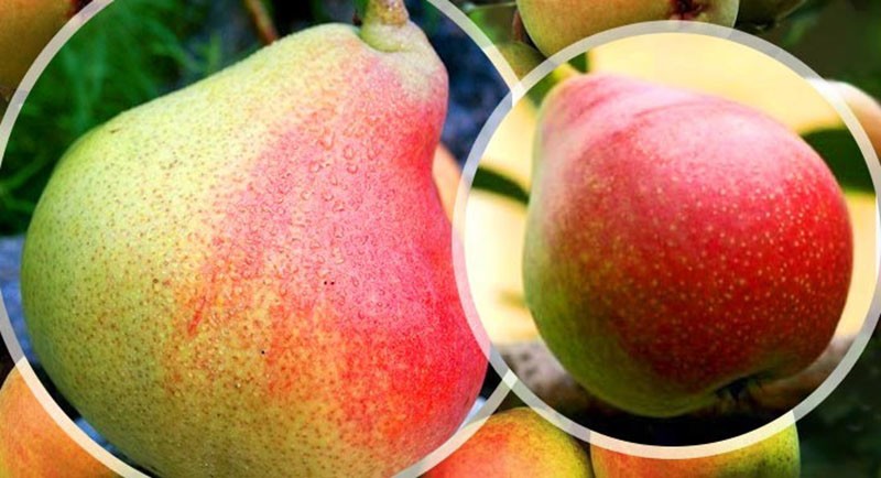 fruits juteux sucrés