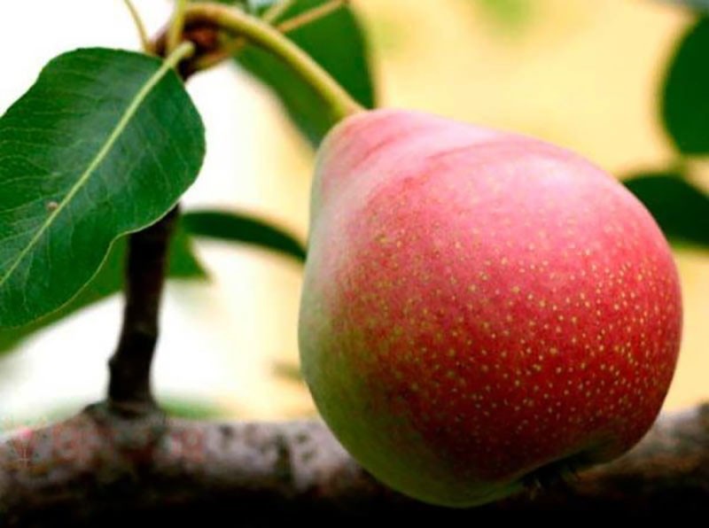 rendement élevé de poire d'hiver à flancs rouges