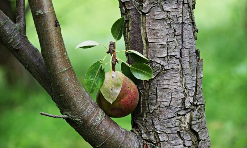 la variété est résistante aux conditions défavorables