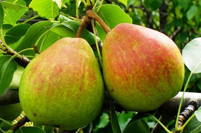 Ventajas y desventajas de la pera de invierno de lados rojos.