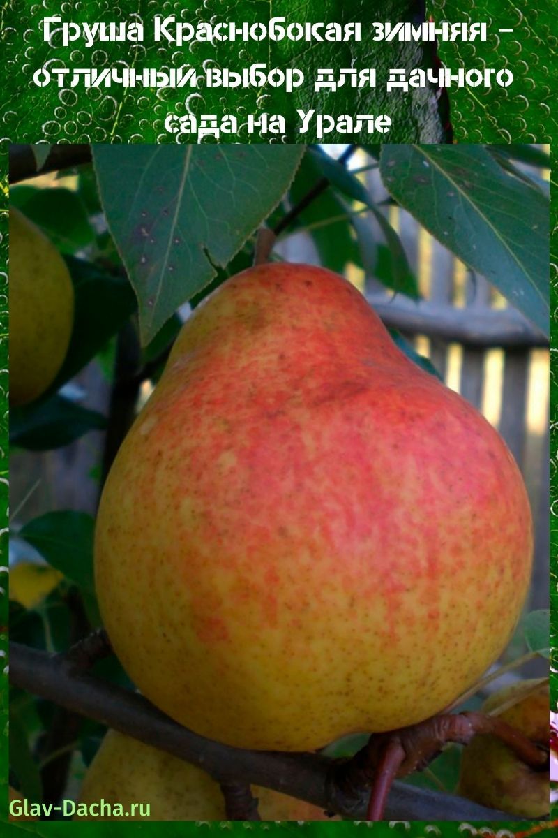 poire d'hiver à flancs rouges