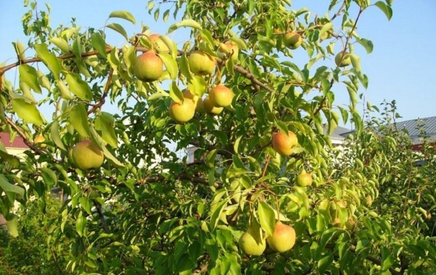 La préférée de Pear Yakovlev