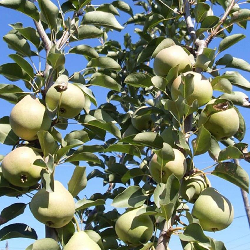 Poirier aux fruits