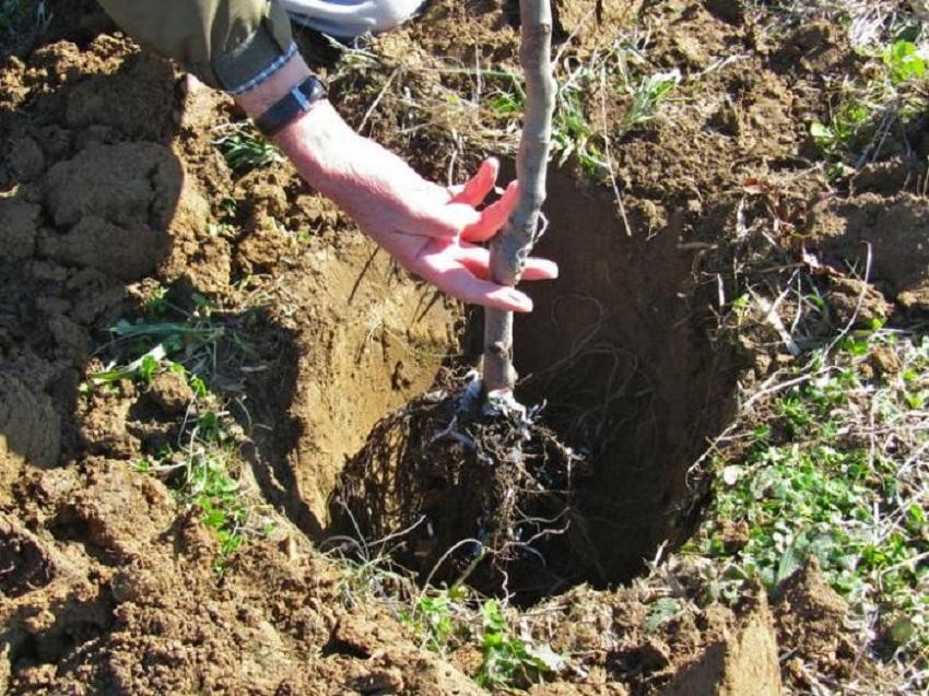 El favorito de Pear Yakovlev: plantar una plántula