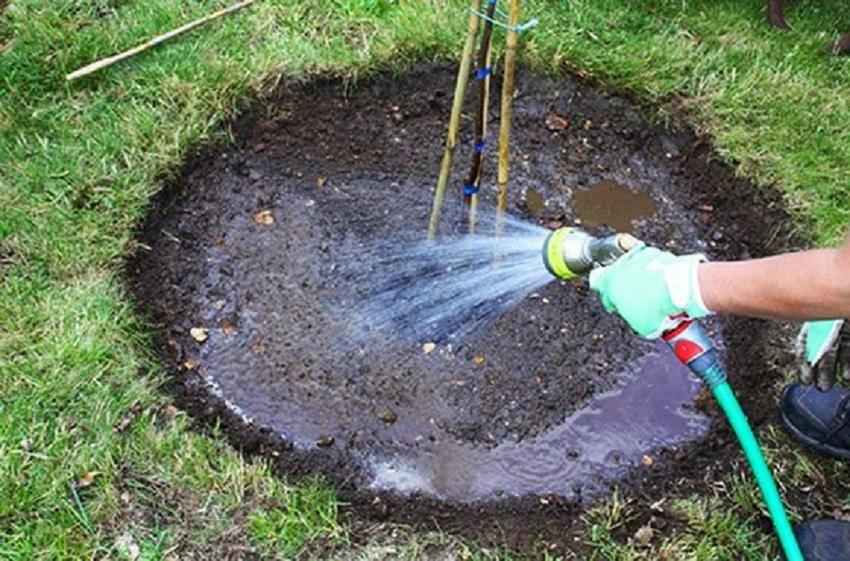 Poire : arroser la plantule