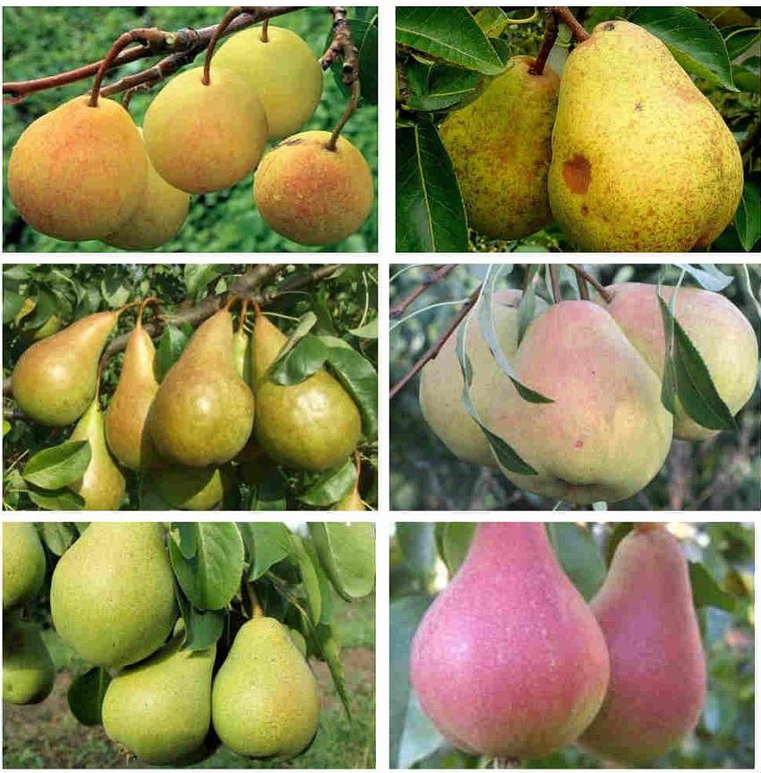 Variedad de variedades de peras