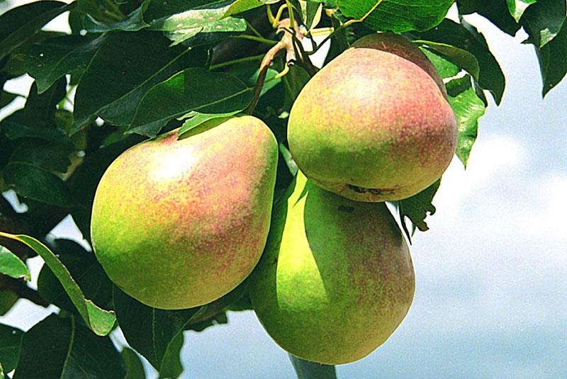 variedades de pera a finales del verano