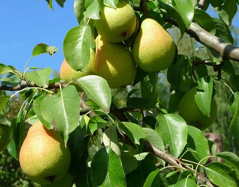 poire mûrissante d'été