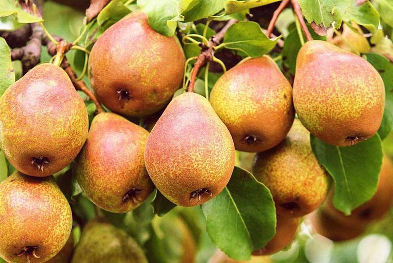 variétés de poires résistantes à l'hiver