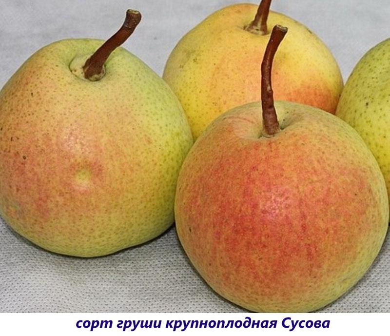 variété à gros fruits Susova