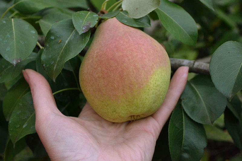 variedades de pera de frutos grandes