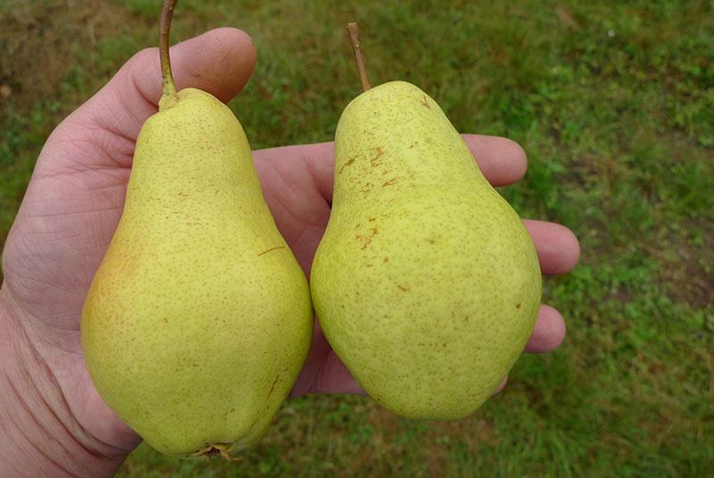 variétés de poires au début de l'été