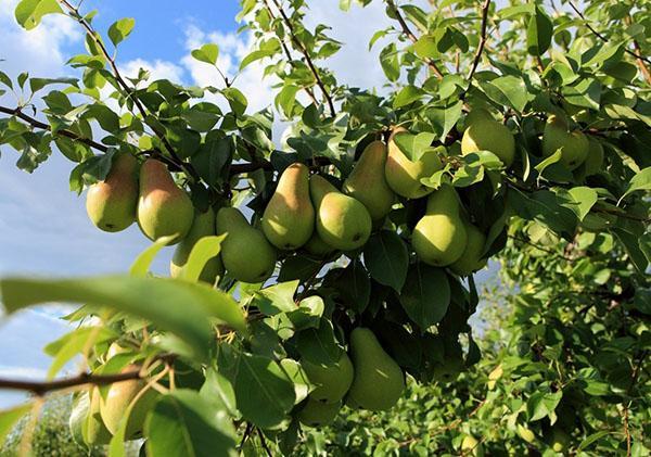 variétés de poires Fabuleux dans le pays