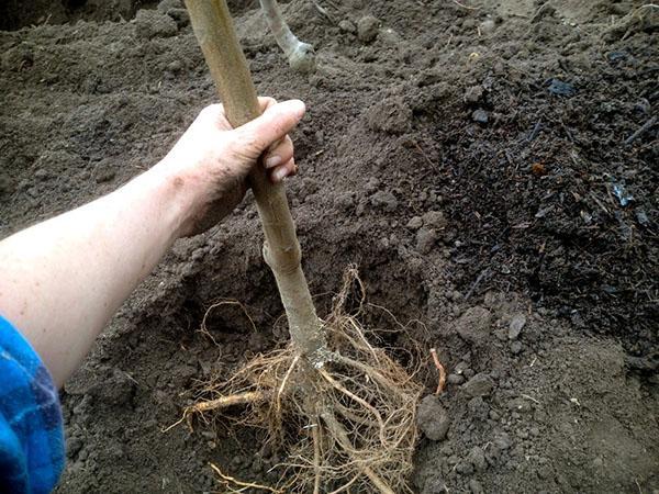planter un semis