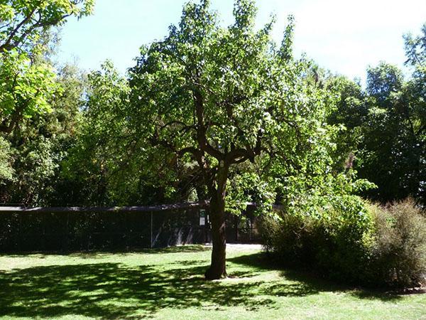 variétés de poires fabuleuses
