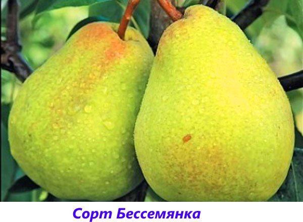 poire Bessemyanka