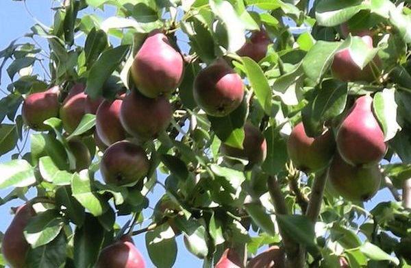 peras en los jardines de la región de Moscú