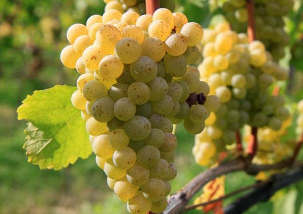 variedades de uva resistentes a la antracnosis