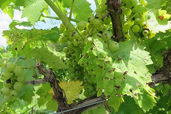 La antracnosis de la uva afecta a las hojas, las bayas.
