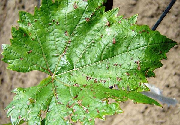 feuille d'anthracnose