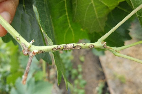 daño en el tallo de la uva