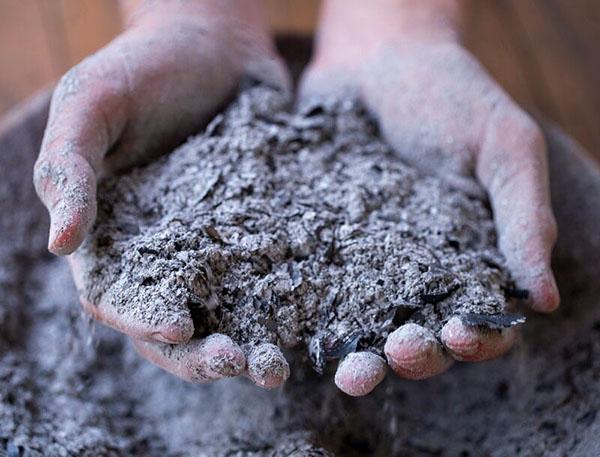 cendres dans la lutte contre l'anthracnose