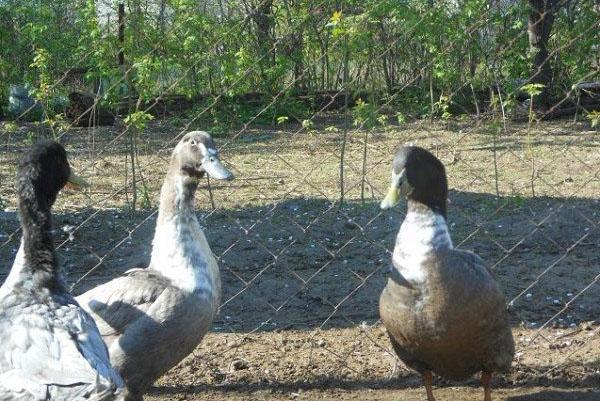 patos en el aviario