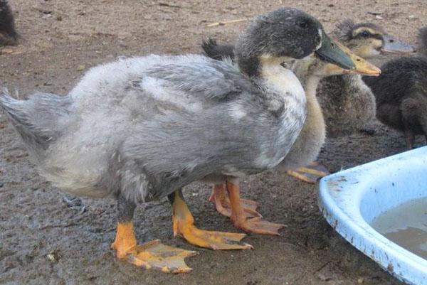 patitos adultos