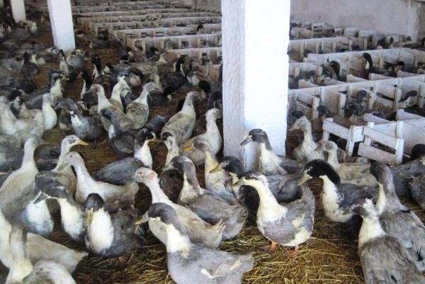 garder des canards adultes