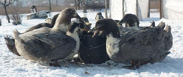 bleu canard préféré