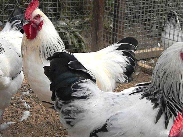 poulets de race Adler argent