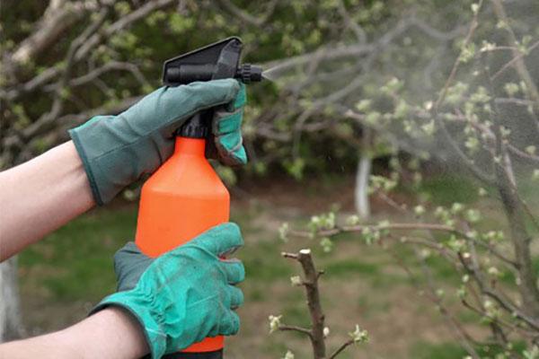 l'utilisation de l'humate de potassium dans le jardin