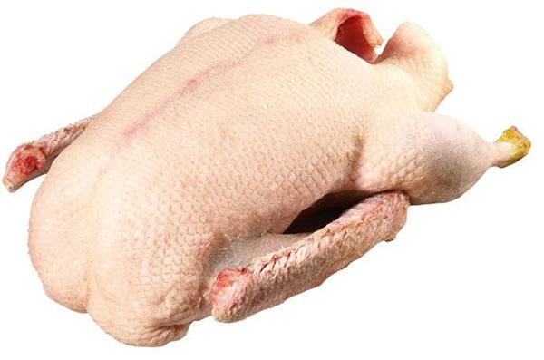 preparando el ganso para hornear