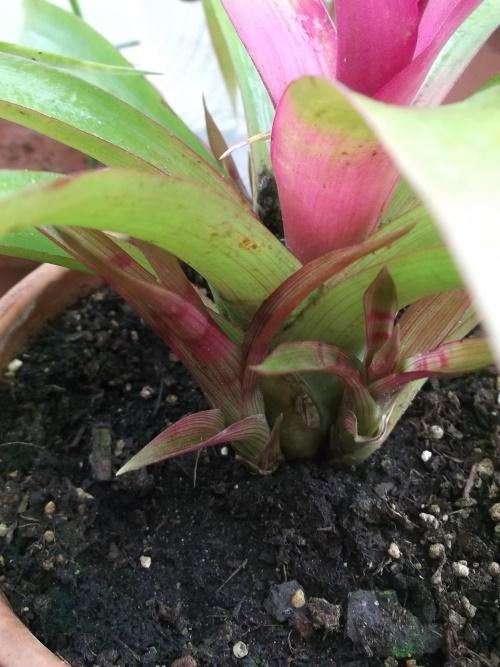 hijos de guzmania