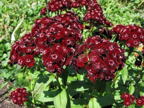 fleur de dianthus