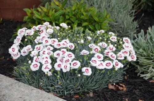 oeillet dianthus