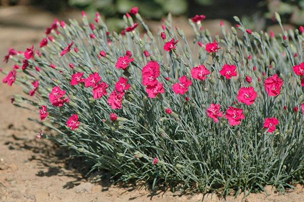 soins à base de plantes d'oeillet