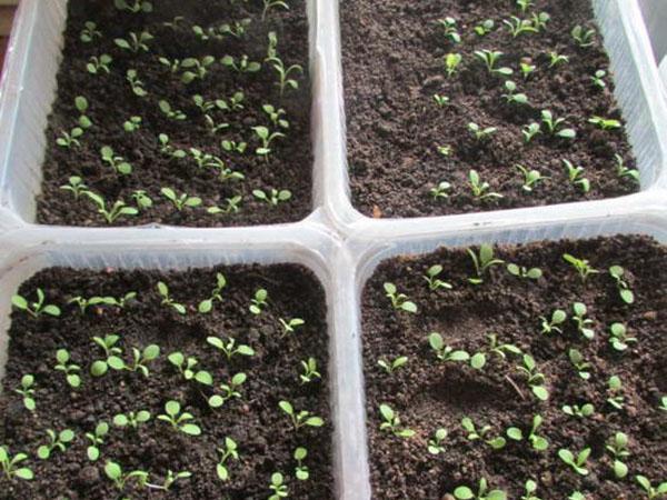 brotes de semillas de clavel herbáceo