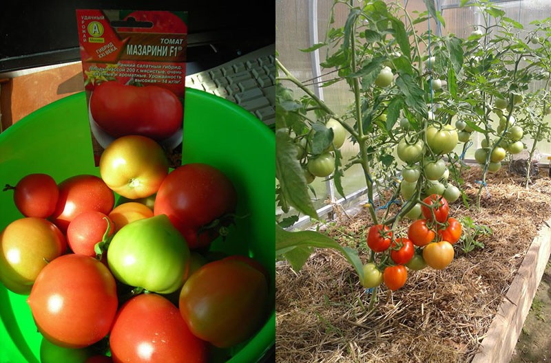 les tomates mûrissent