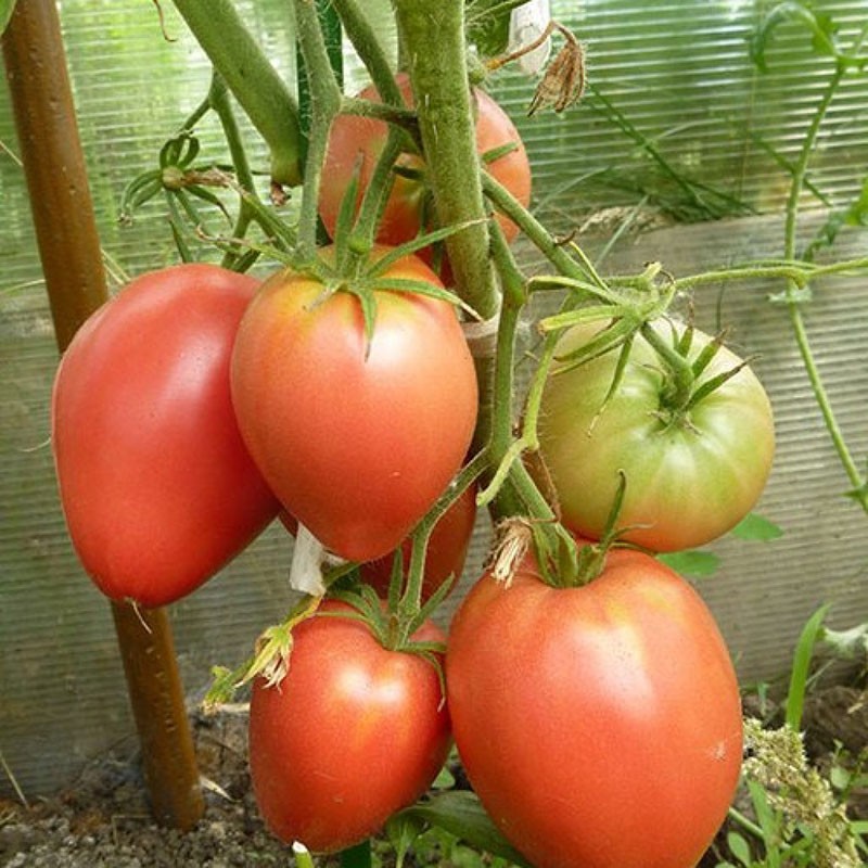 variété à haut rendement