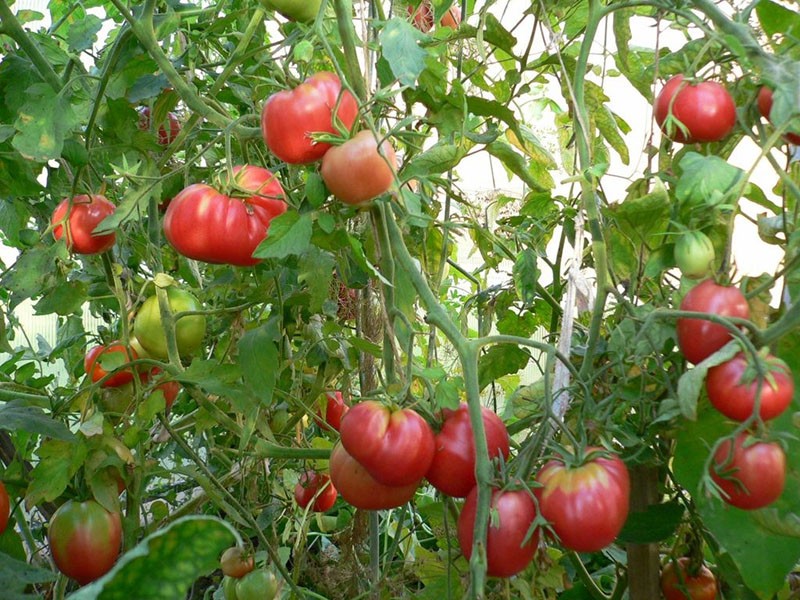faire pousser des tomates Mazarin