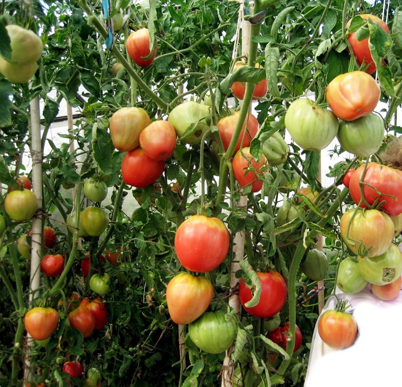 la formation de tiges de tomates
