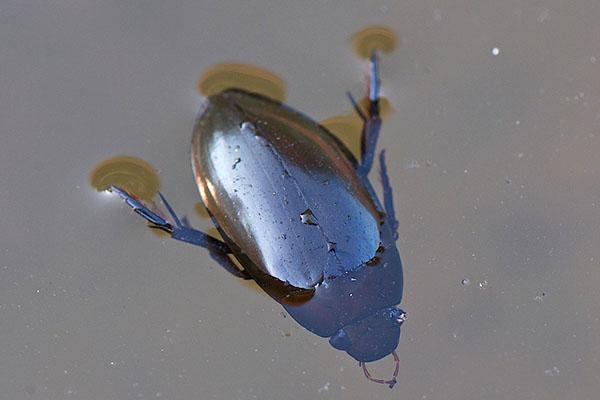 escarabajo de buceo