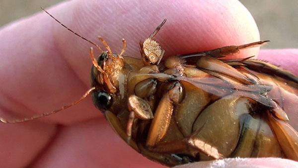 le ventre du scarabée scaphandre