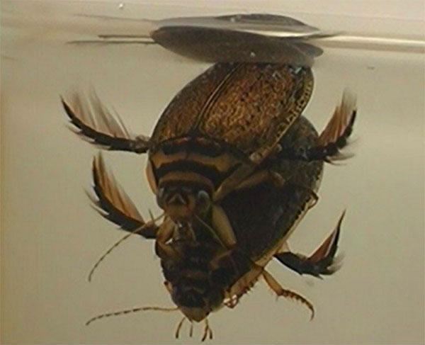 escarabajo hembra y macho