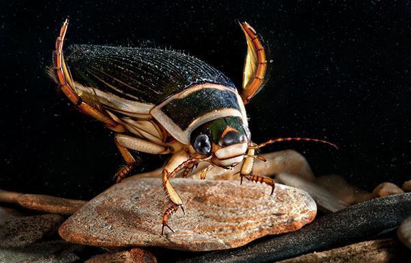 escarabajo nadando