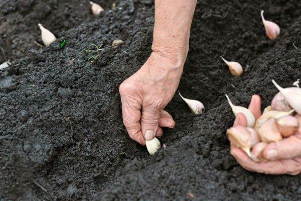 Planter de l'ail