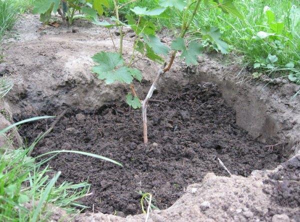 Trabajo de jardinería de otoño