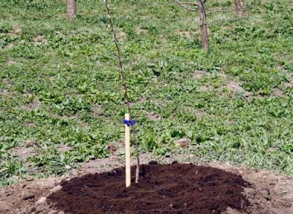 Les jeunes arbres fruitiers sont plantés en automne