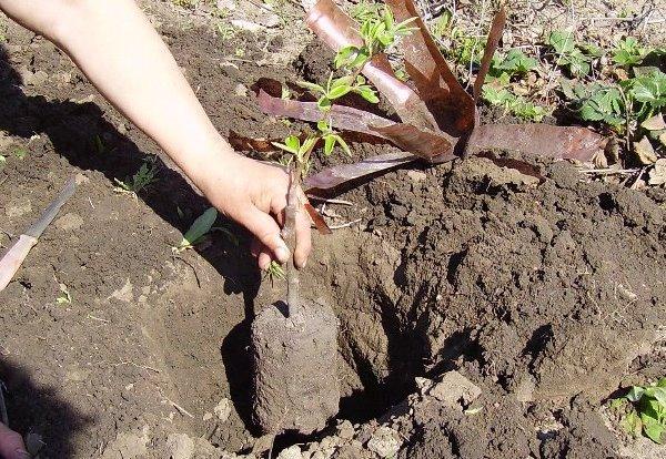 Planter des arbres fruitiers